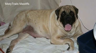 Sassy the Dam mastiff laying on a blanket with its mouth open and tongue out