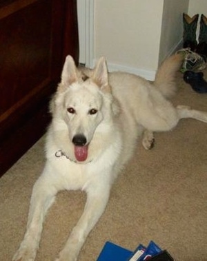 The front left side of an American White Shepherd that is laying on a carpet with its mouth open and its tongue out. There is a dresser to the left of it.