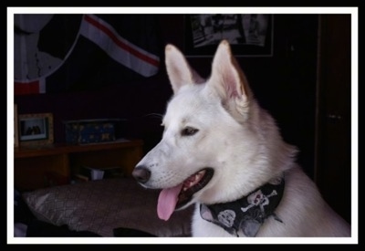 Close up - The left side of an American White Shepherd that is wearing a bandana with skulls on it and it is sitting on a bed with its mouth open and its tongue out.