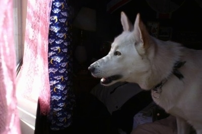 The left side of a White German Shepherd that is looking out of a window.