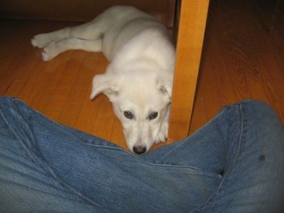 A White German Shepherd puppy is laying down under a table and in front of a persons legs.