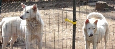 Two white Wolf Hybrids are standing behind a wire fence. One is looking through the fence and the other is looking to the left.