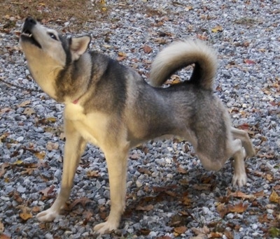 Gray Husky