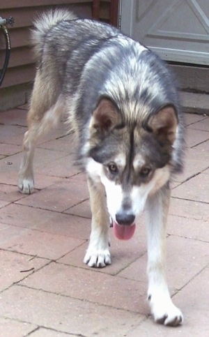 malamute wolf hybrid