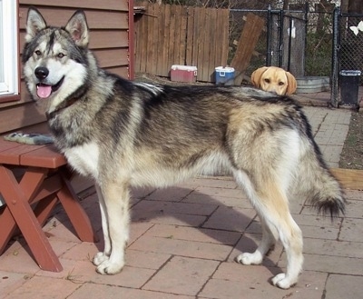 malamute wolf cross