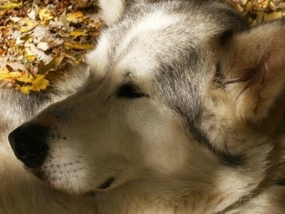 Wolfdog Hybrid