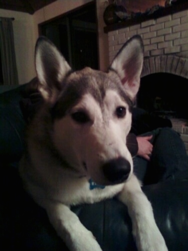 Close up - A black and white Wolf Hybrid is laying across a blue couch and there is a person sitting behind it. It has perk ears and a large black nose.