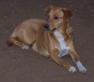 A tan with white Africanis dog laying on the ground staring into the distance. It has a short shiny coat and ears that hang down to the sides with almond shaped brown eyes and a black nose with a long muzzle