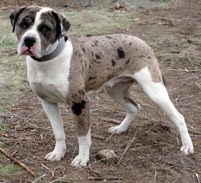 Alapaha Blue Blood Bulldog: http://www.dogbreedinfo.com/images24 