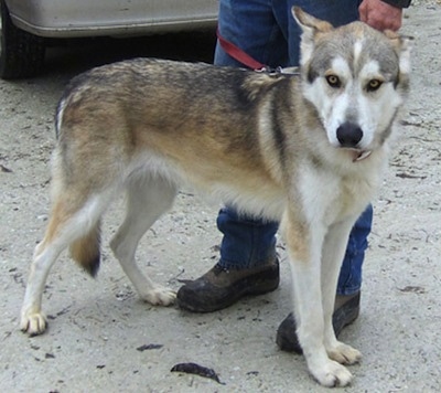 The right side of a white with tan and black Alaskan Husky that is standing on a sandy path with a person behind it.