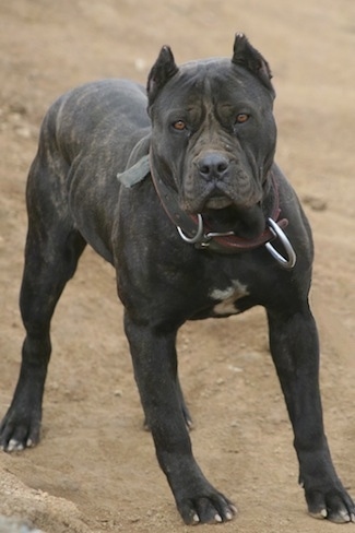 Ambullneo Mastiff standing outside