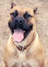 A tan with black Ambullneo Mastiff is sitting with mouth its open and its tongue out.