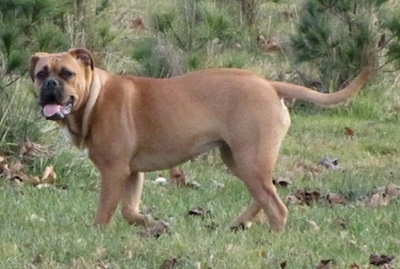 The left side of a brown American Bull Dogue de Bordeaux that is walking across grass, it is looking forward, its mouth is open and its tongue is out.