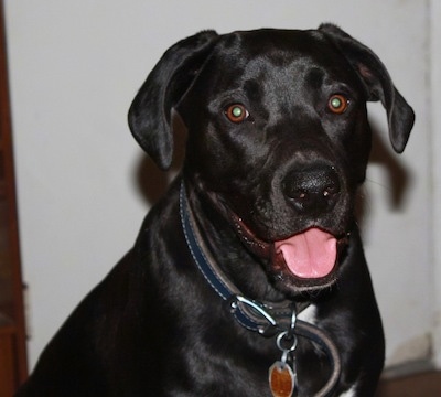 Close up - A black with white American Bullador is sitting in front of a wall, its mouth is open and its tongue is sticking out.