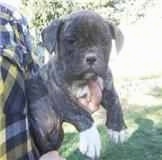 A grey with white American French Bulldog puppy is being held up outside on a persons arm who is wearing a black and yellow flanel shirt.