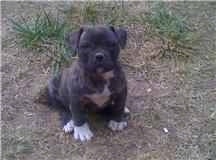 A black with white American French Bulldog is sitting on a dirt lawn with patches of grass