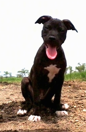 A black with white American Pit Bull Terrier puppy is sitting on a dirt mound, it is looking forward, its mouth is open and its tongue is sticking out.