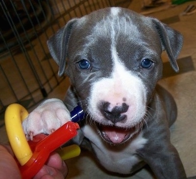 Close up - A gray with white American Pit Bull Terrier puppy is playing with a toy that a person is holding.