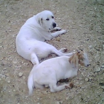 The back right side of a white Anatolian Pyrenees that is laying on dirt above a goat.