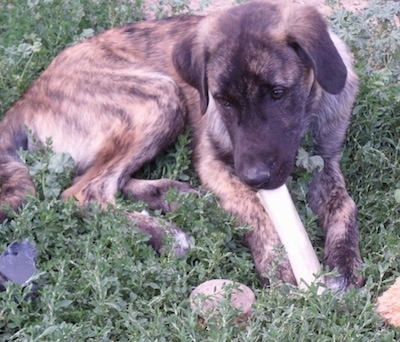Close up - A brindle Anatolian Shepherd is laying in grass and chewing on a dog bone