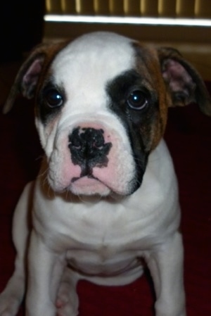 Close up - A white with brown and black Australian Bulldog puppy is sitting on a carpet, it is looking forward and there is a window behind it.