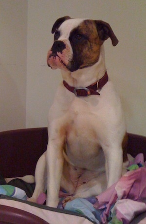 A brown and white with black Australian Bulldog is sitting on a dog bed and it is looking to the left.