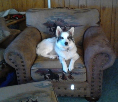 A white with gray Australian Eskimo is laying in an armchair and it is looking forward.