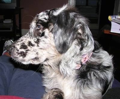 Close up - A merle Australian Retriever is laying in a persons lap and its head is turned to the left.