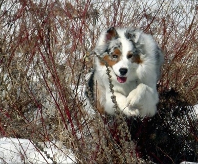 A blue merle Australian Shepherd is running through snow jumping over the tall weeds sticking out of the snow with its mouth open