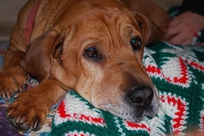 Close Up - Buddy the Ba-Shar laying on a crocheted blanket