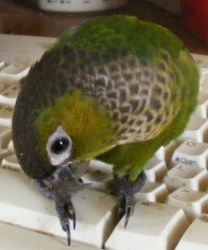 A Black Capped Conure bird is standing on the space bar of a keyboard looking down at it.
