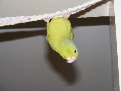 A Green Parrot is hanging upside down on a rope and it is looking down.