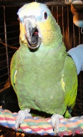 Close up front view - A green with yellow and blue Orange Winged Amazon is standing on a colorful rope in a cage. Its mouth is slightly open.