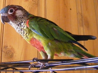 Close up Left Profile - A Painted Conure bird is standing on a cage looking to the left.
