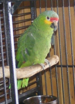 Close up side view - A Red Lored Amazon is standing on a stick in a cage and it is looking forward.