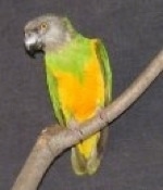 Front view - A Senegal Parrot is standing on a tree limb and it is looking down and to the left.