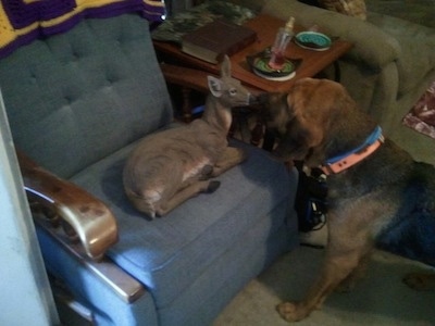 Darlin the Bloodhound standing in front of a deer who is in a recliner