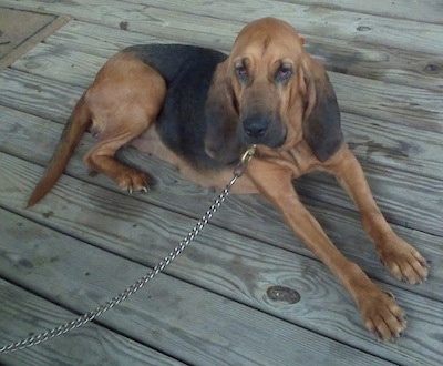 Darlin the Bloodhound laying on a wooden deck with a chain leash