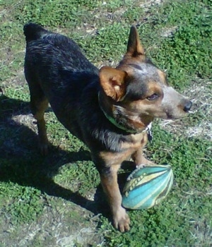 The front right side of a black with brown Australian Cattle Dog that is standing on a lawn, over top of a football and it is looking to the right.
