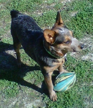 Purebred Cattle Dog