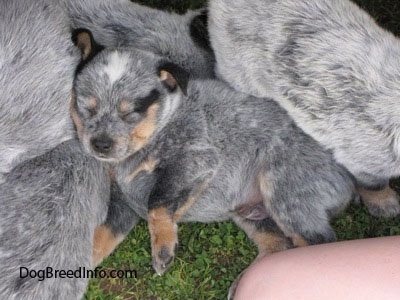 Close Up - One Australian Cattle puppy sleeping on top of the rest of the puppy litter.