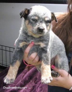 Close Up - An Australian Cattle Puppy is being held close to a person with red hair. There is a purple blanket and a white pick-up truck behind them.