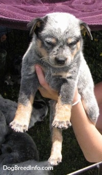 An Australian Cattle Puppy is being held in the air by a person, it is looking down and the rest of the litter is behind it.