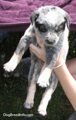 An Australian Cattle Puppy is being held in the air by a person wearing a bracelet with other puppies under the blanket over an x-pen behind them.