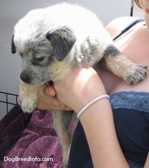An Australian Cattle Puppy is being held close to a persons chest and it is looking down and to the left.