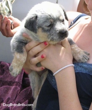 Australian Cattle Puppy being held close to a persons chest with money and a cell phone in the background