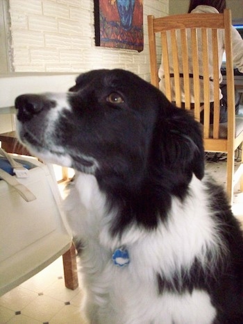 Close up upper body shot - A black and white Border Collie is sitting on a white tiled floor looking up and to the left. There is a person sitting on a wooden chair using a computer in the background.