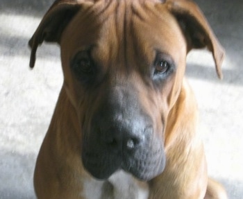 Close Up - A brown with white Box-a-Shar is sitting in a garage.