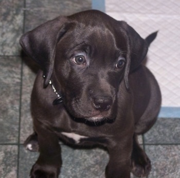 Boxer Cross Labrador