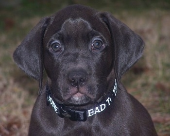 Boxer X Labrador